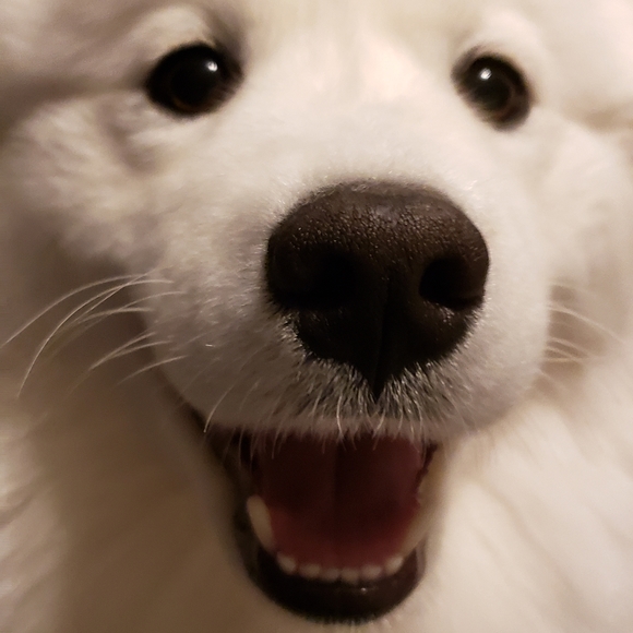 Samoyed Other - OFFERS Make Me SMILE!
